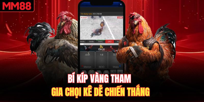 Bí kíp vàng tham gia chọi kê dễ chiến thắng