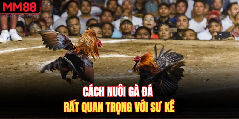 Cách nuôi gà đá rất quan trọng với sư kê