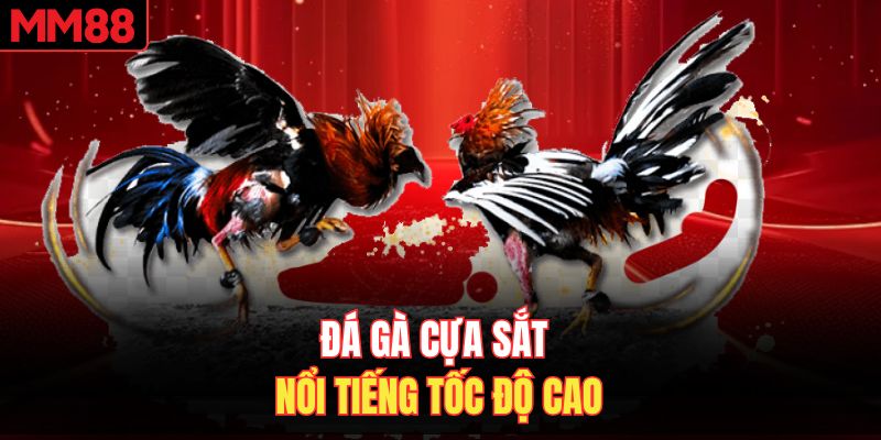 Đá gà cựa sắt nổi tiếng tốc độ cao