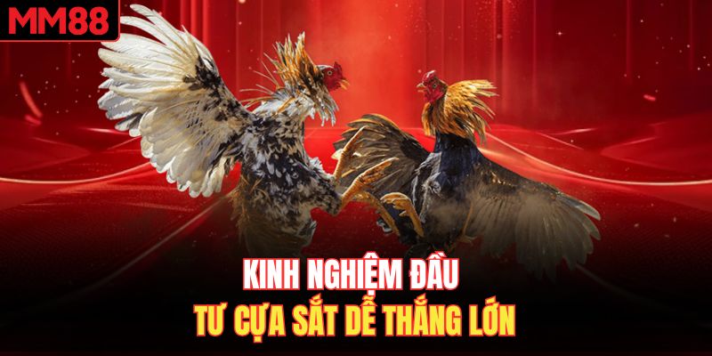 Kinh nghiệm đầu tư cựa sắt dễ thắng lớn